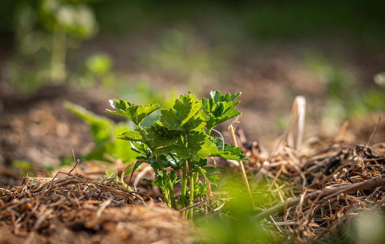 How to Make Your Own Garden Mulch